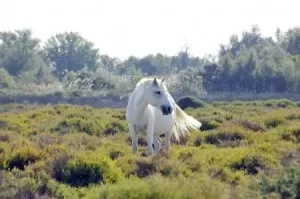 A wild white horse of the Carmague in France - France Sacred Sites Tour