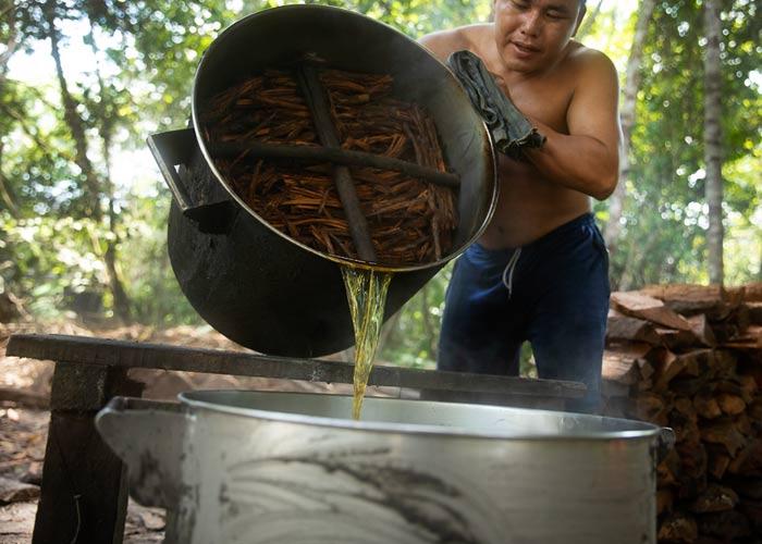 Ayahuasca s