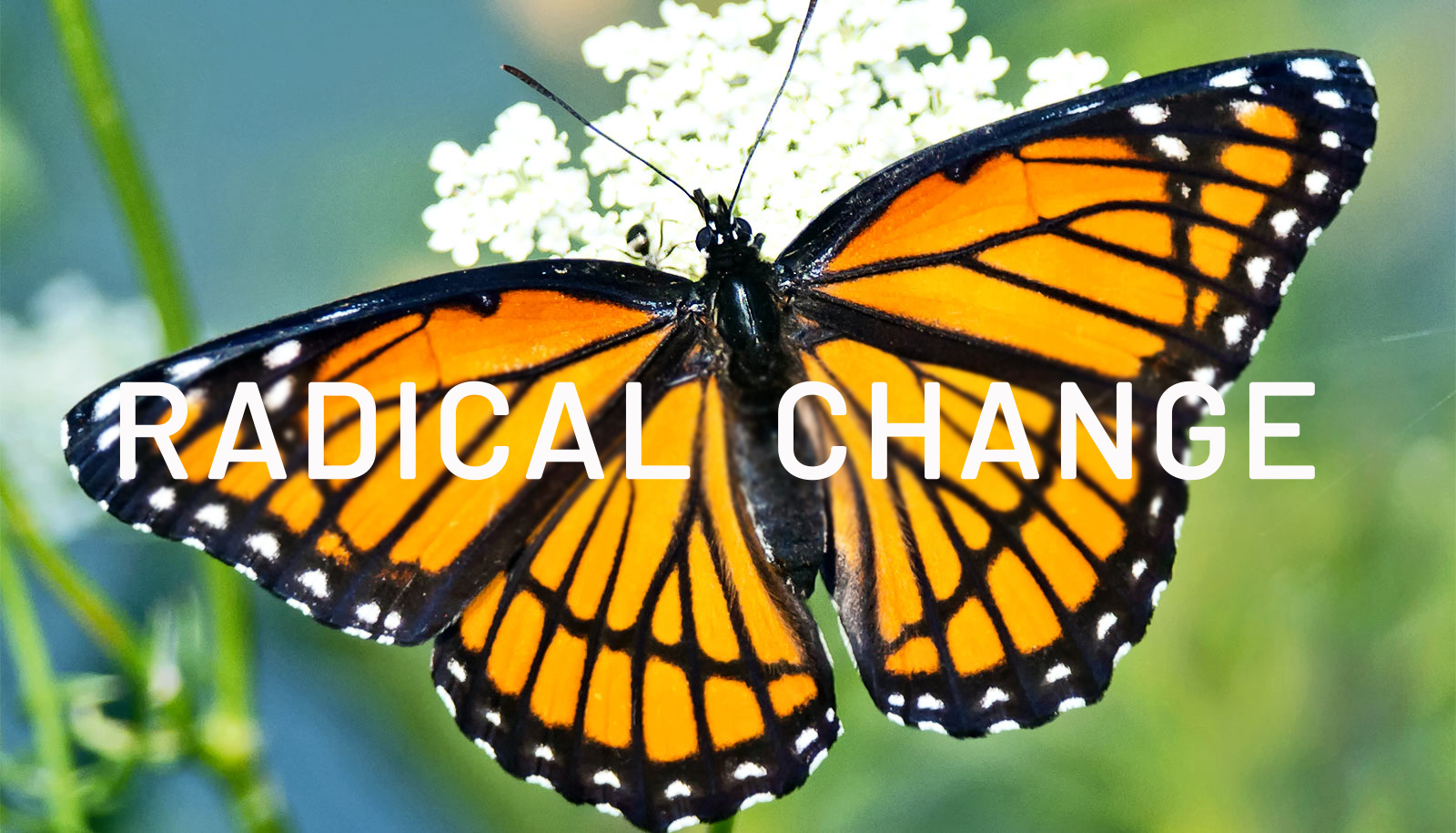 Radical Change – Shifts and Transformation + Meditation May 12th