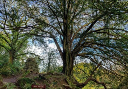 Rock Close 430x302 S